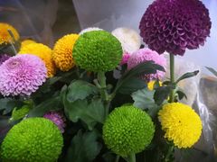 -循礼门鲜花花市(武汉循礼门店)