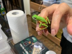 -酷以爬仙阁实体爬宠店·守宫·蜥蜴·专业繁育