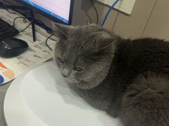 -四月宠物医院·猫专科·心脏专科·内科(转塘店)