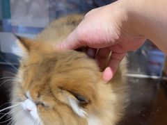 -FAELING PETS美天灵宠物(富力广场店)