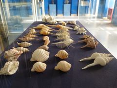-上海海洋大学鱼文化博物馆(军工路校区)