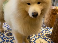 -more than meow吴止猫主题餐厅(承德 中船汇店)