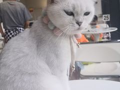 -怪兽屋·羊驼·猫咖·狗咖(俊华广场店)