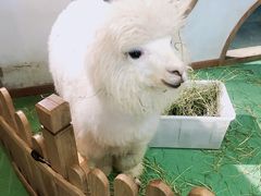 -藦茜花园宠物主题亲子互动体验馆(国顺东路店)
