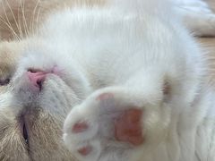 -屋虎猫馆(宝安大仟里店)