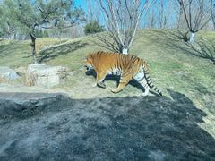-北京野生动物园