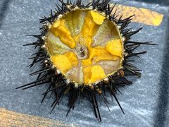 -海胆小馆(东北水饺·春柳店)