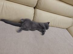 -安安宠医宠物医院·异宠·犬猫内科(岳阳分院)