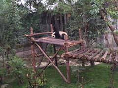 -成都大熊猫繁育研究基地