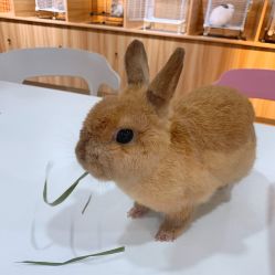 -Moni星球萌宠·小马宝莉·灵蛇·高端高阶全萌宠互动体验俱乐部(红豆国际广场店)
