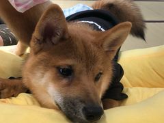 -逗柴咖啡屋·狗咖猫咖宠物桌游