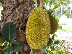 -中国科学院西双版纳热带植物园