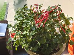 -繁花足道(梅江店)