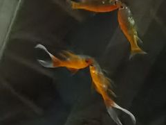 -王家渡火锅(金宝汇店)