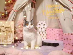 -超宠爱宠物摄影-Super pet