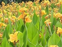-重庆彩云湖湿地公园