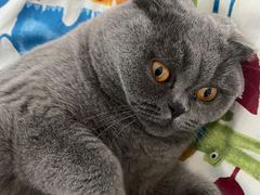 -纳吉亚猫专科动物诊疗中心(蒋宅口分院)