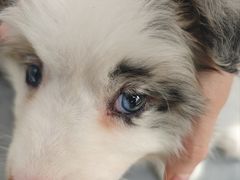 -博特宠物医院24h犬猫全科.骨科·异宠