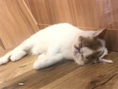 -袖虎·猫馆(体育西路店)