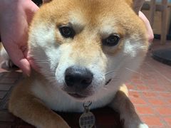 -柴犬高等学院·狗咖·柴犬售卖·宠物训练