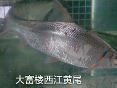 -八仔大富楼·河鲜(西江店)