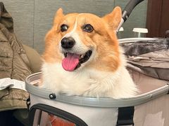 -珍宝海鲜JUMBO Seafood(北京SKP店)