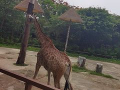-深圳野生动物园