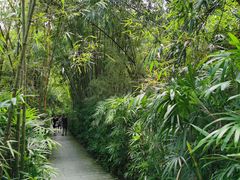 -大屏嶂森林公园