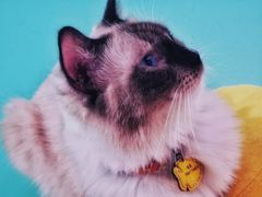 -猫在这儿猫咪咖啡馆·撸猫馆