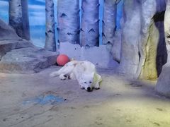 -芜湖新华联大白鲸海洋公园
