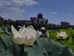 -莲花池公园