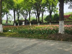 -上海鲜花港