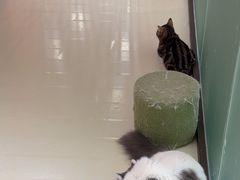 -三花喵·撸猫购宠·宠物生活馆(虹桥南丰城店)