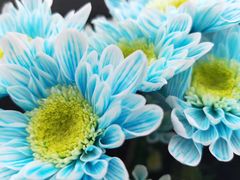 -三圣花乡旅游区