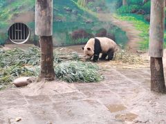 -中国大熊猫保护研究中心雅安碧峰峡基地