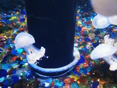 -成都浩海立方海洋公园