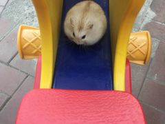 -中环花鸟鱼虫市场