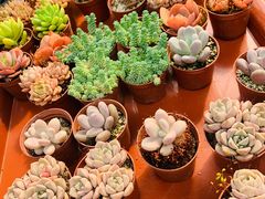 -秦美花卉(天朗·莱茵小城2期店)