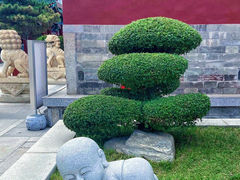 -天津大悲禅院