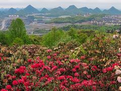-贵州百里杜鹃风景名胜区
