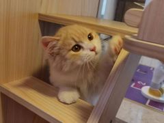 -爪爪喵星球·猫舍(前海卓越店)