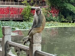 -黔灵山公园