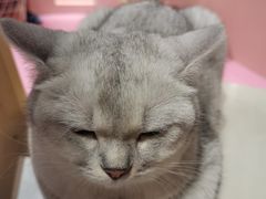 -猫儿山۰猫主题餐厅