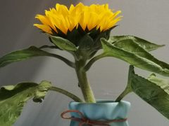 -循礼门鲜花花市(武汉循礼门店)