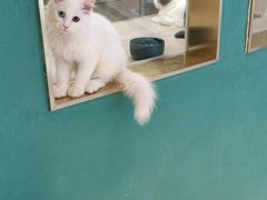 -飞行喵MR PILOT|猫舍·猫咖(静安大融城店)