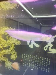 -可可丽舍