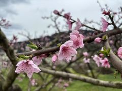 -成都蒲江花样年福朋喜来登度假酒店·宜客乐西餐厅
