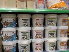 -明明手养鹦鹉(堤角花鸟宠物大世界店)