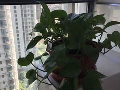 -新湖明珠城
