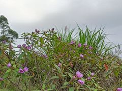 -黄埔油麻山森林公园